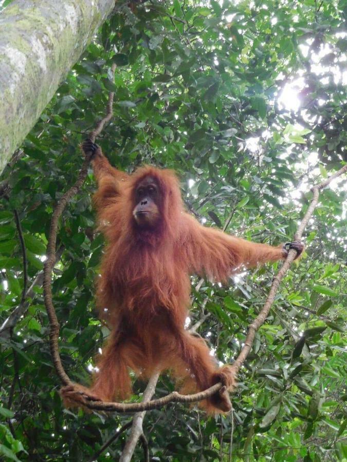 Sahnan Guest House Bukit Lawang Εξωτερικό φωτογραφία