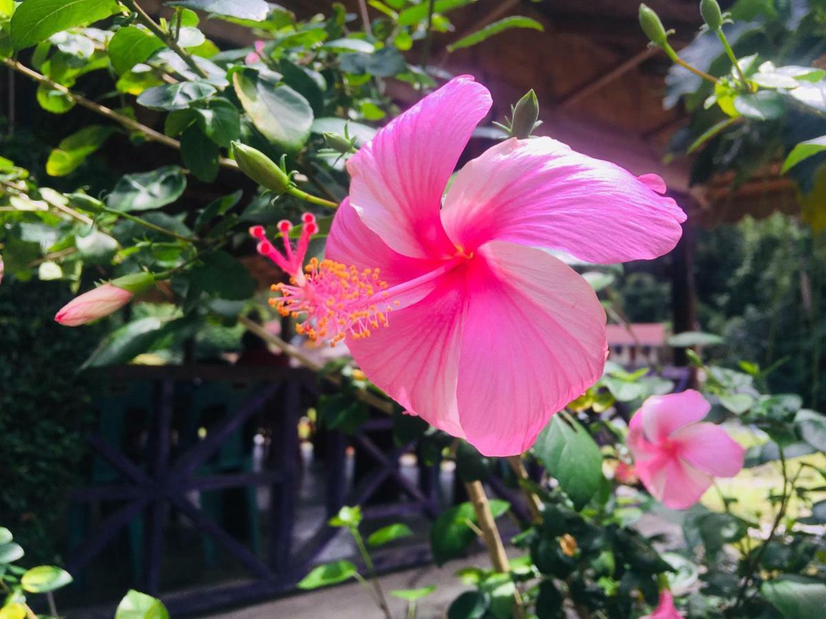 Sahnan Guest House Bukit Lawang Εξωτερικό φωτογραφία